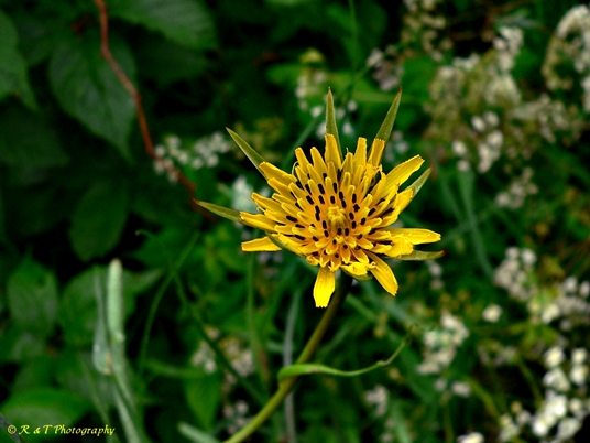 {Tragopogon dubius}